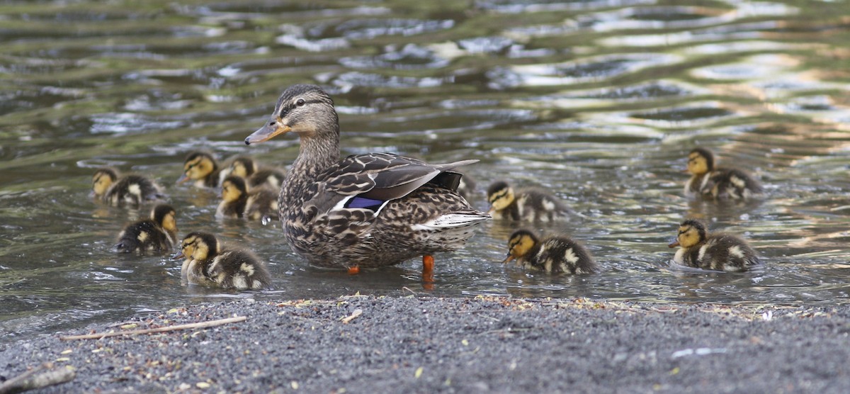 Canard colvert - ML618077315