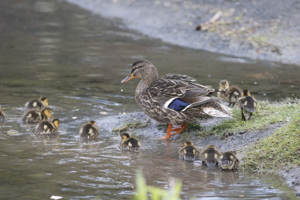 Canard colvert - ML618077316