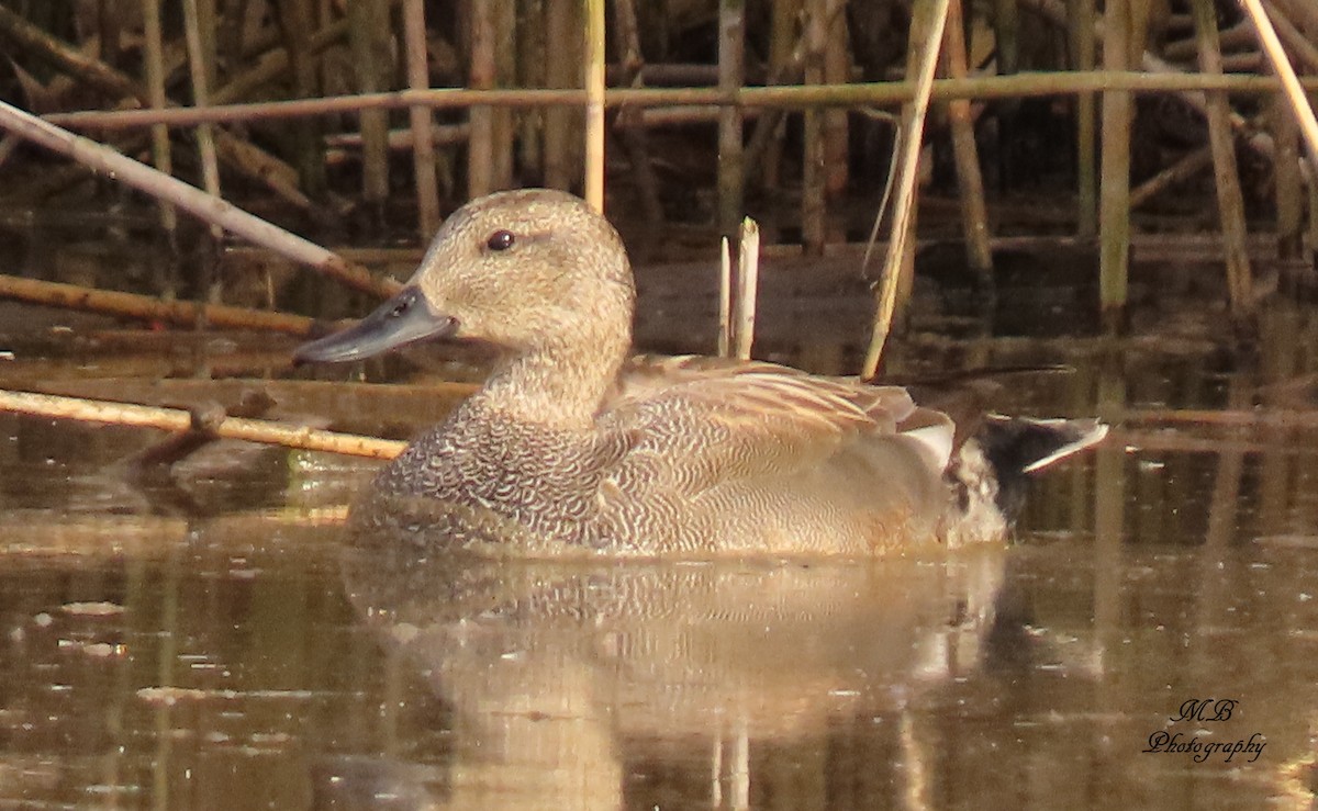 Gadwall - Miranda Boeder