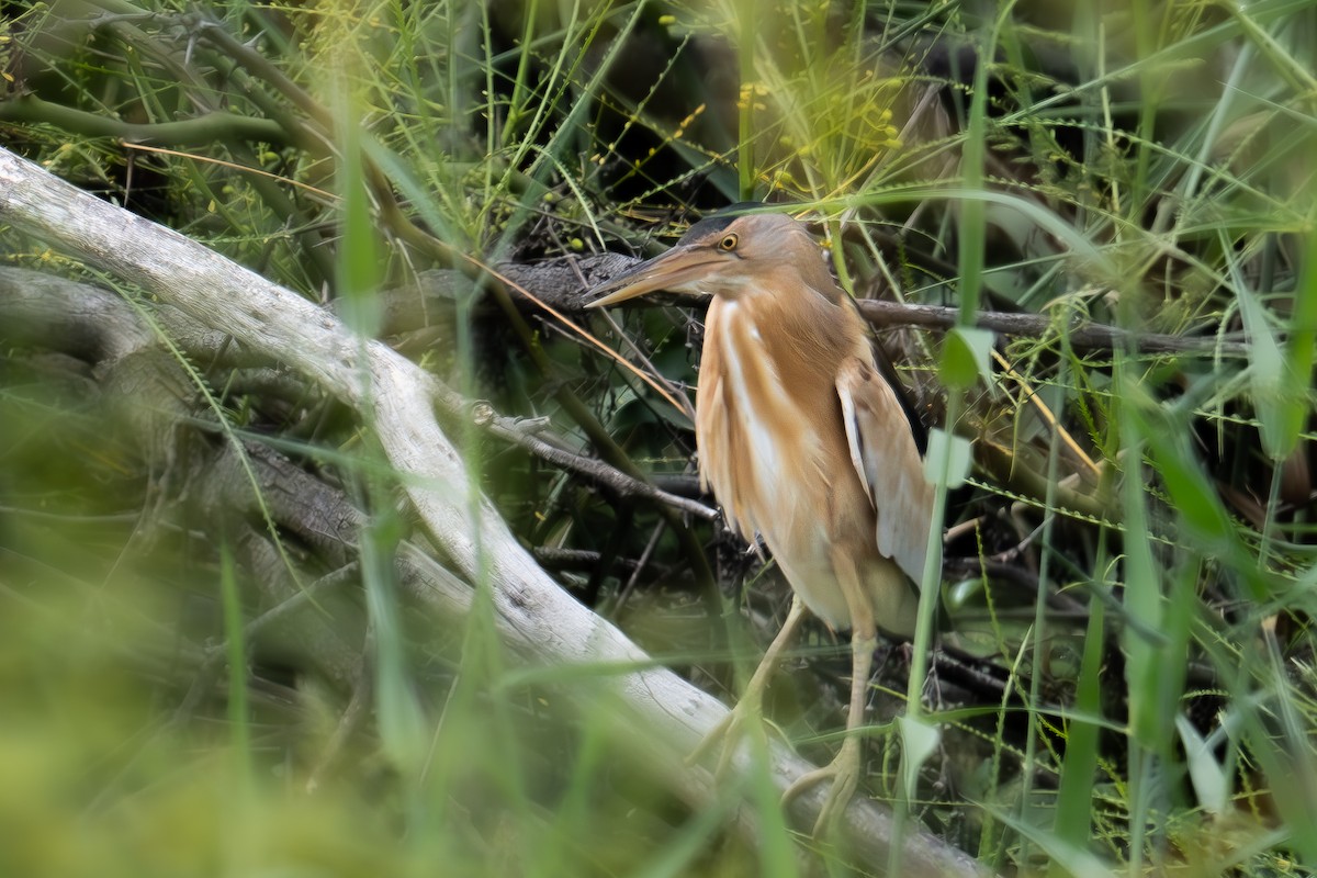 Little Bittern - ML618077337