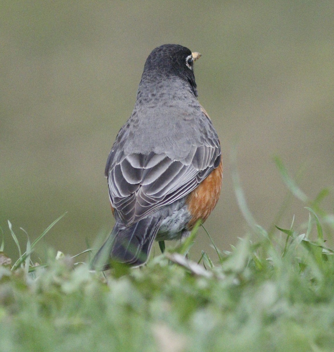 American Robin - ML618077340