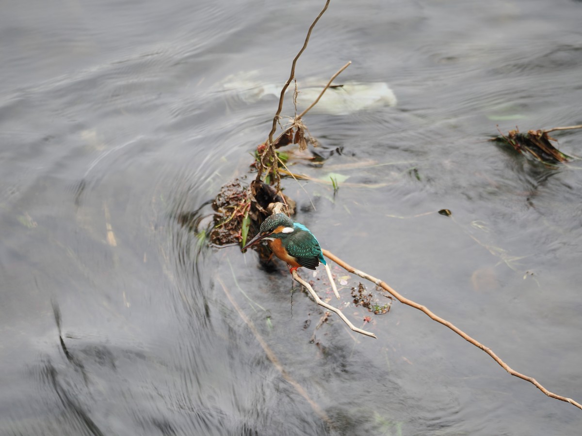 Common Kingfisher - ML618077352