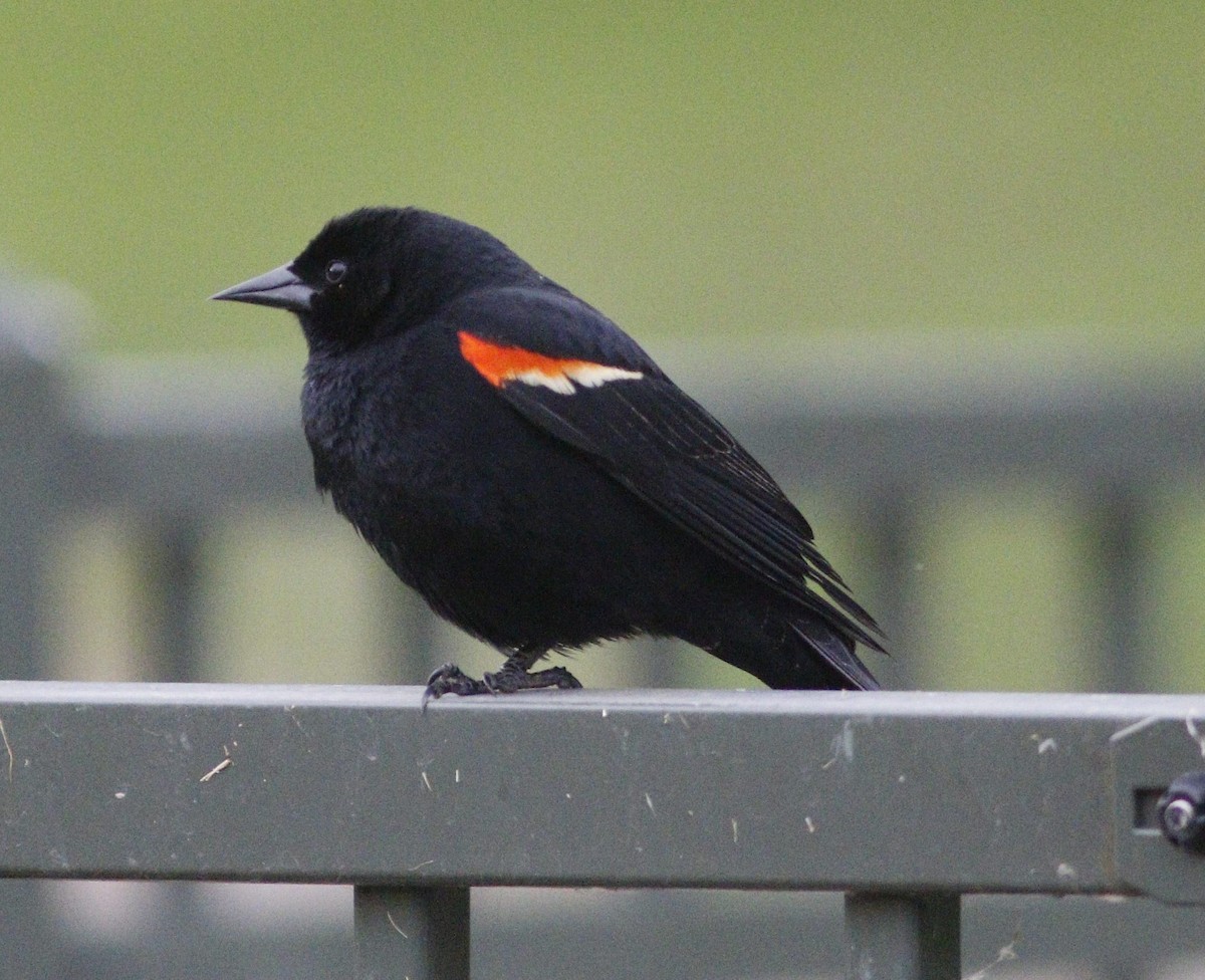 Red-winged Blackbird - ML618077354