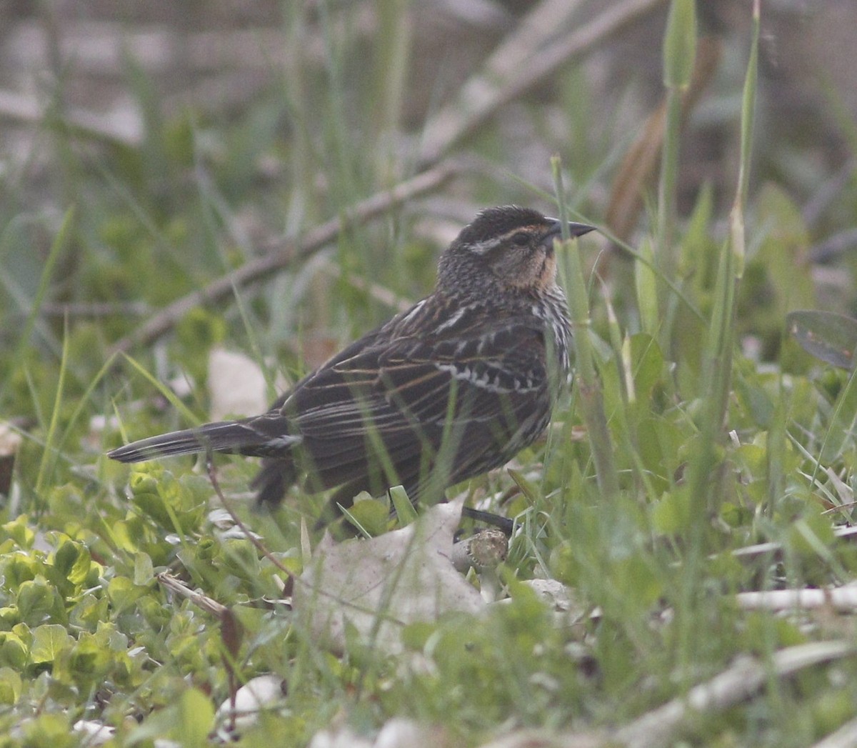 Red-winged Blackbird - ML618077355