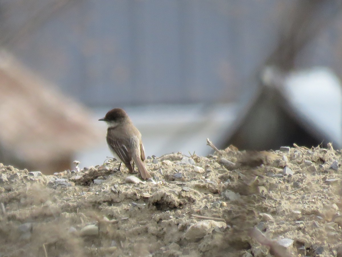 Eastern Phoebe - ML618077356