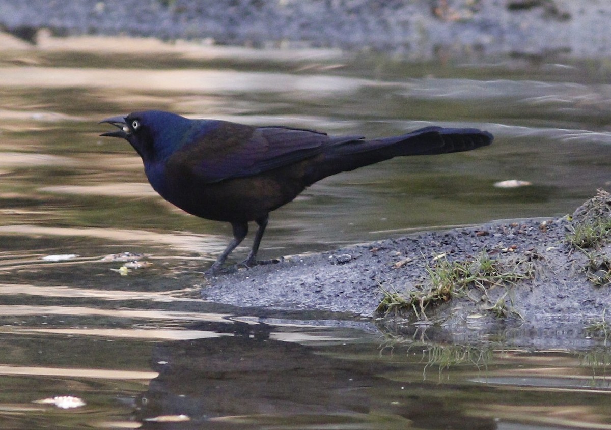 Common Grackle - ML618077360