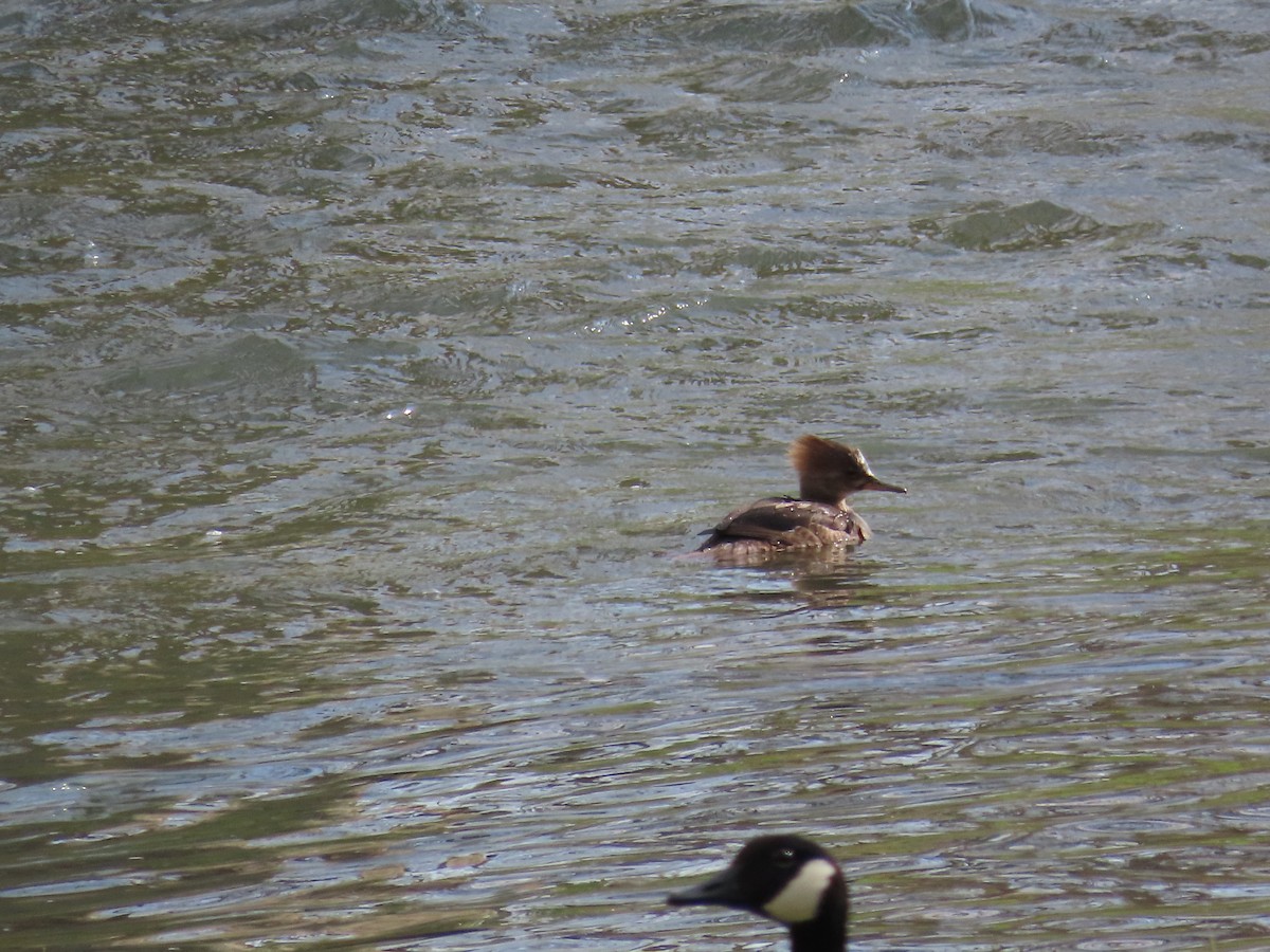 Hooded Merganser - Carla Bregman