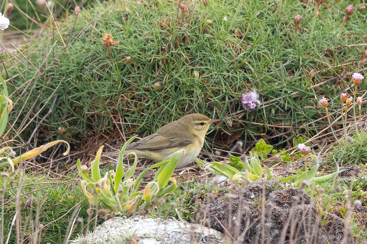 Willow Warbler - ML618077399