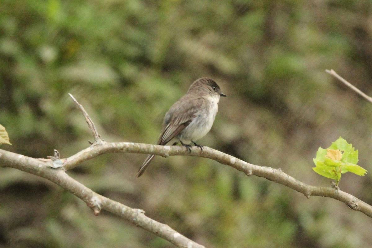 Eastern Phoebe - ML618077407