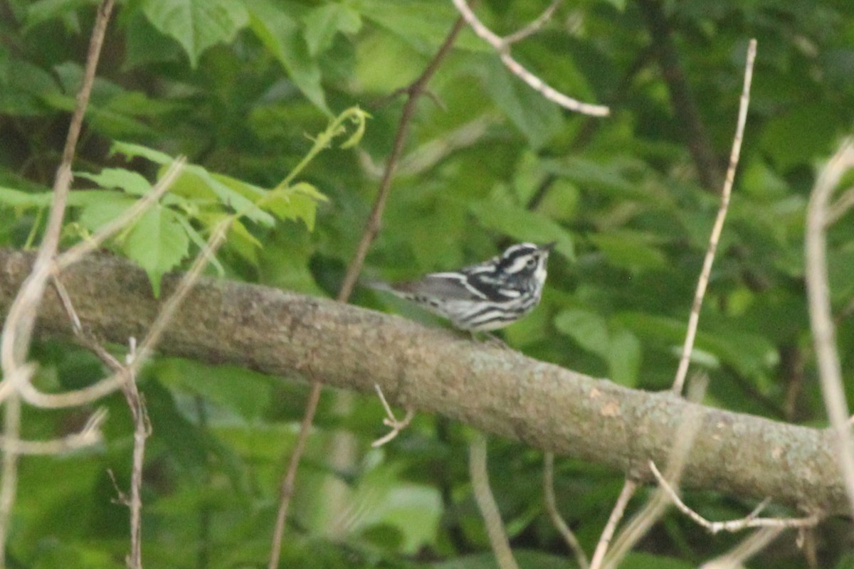 Black-and-white Warbler - Joshua Hedlund