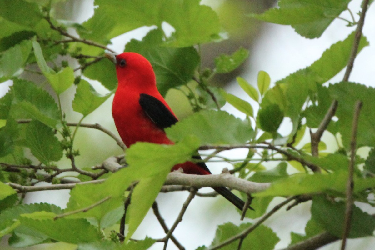 Scarlet Tanager - ML618077420