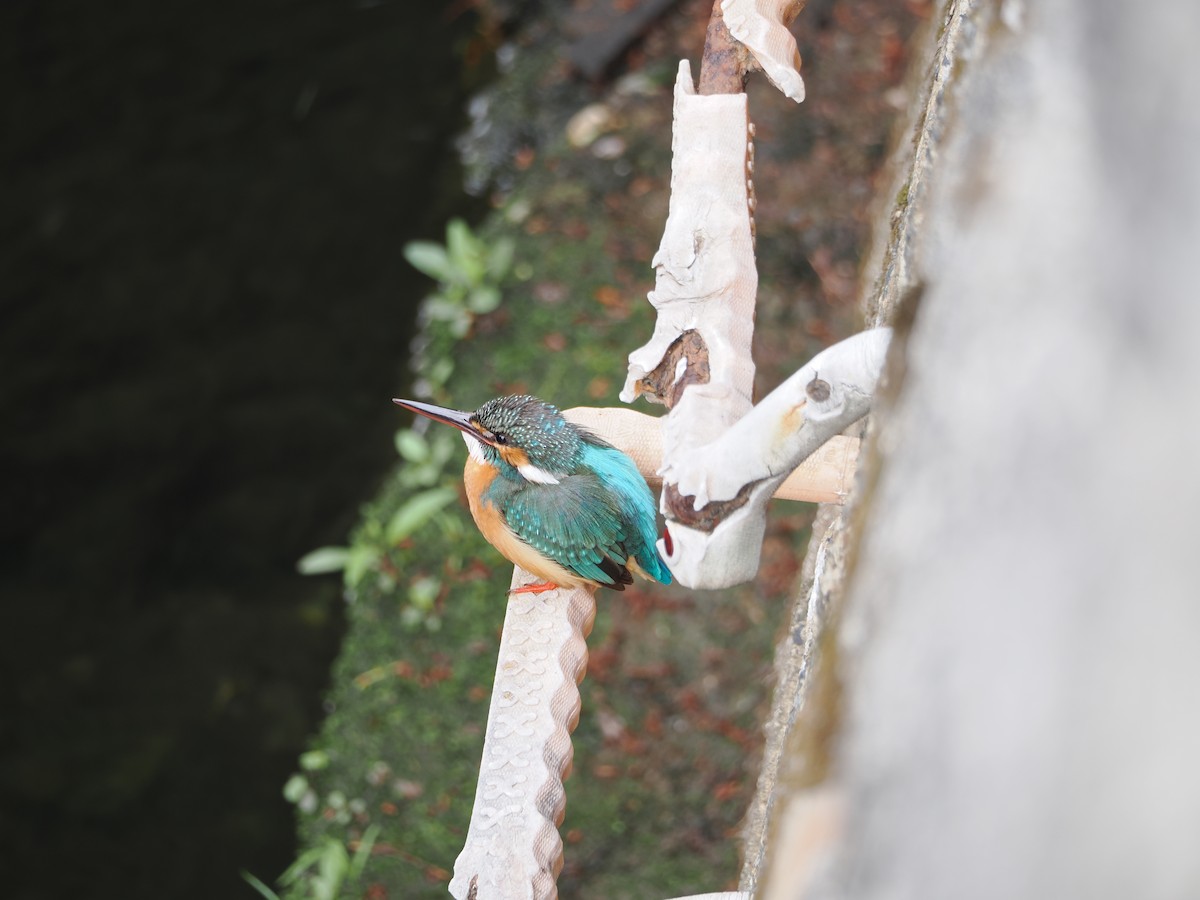 Common Kingfisher - ML618077425