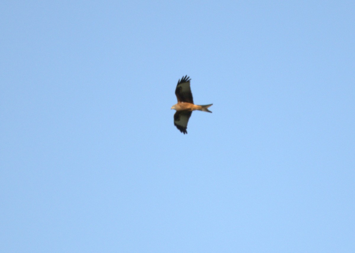 Red Kite - ML618077426