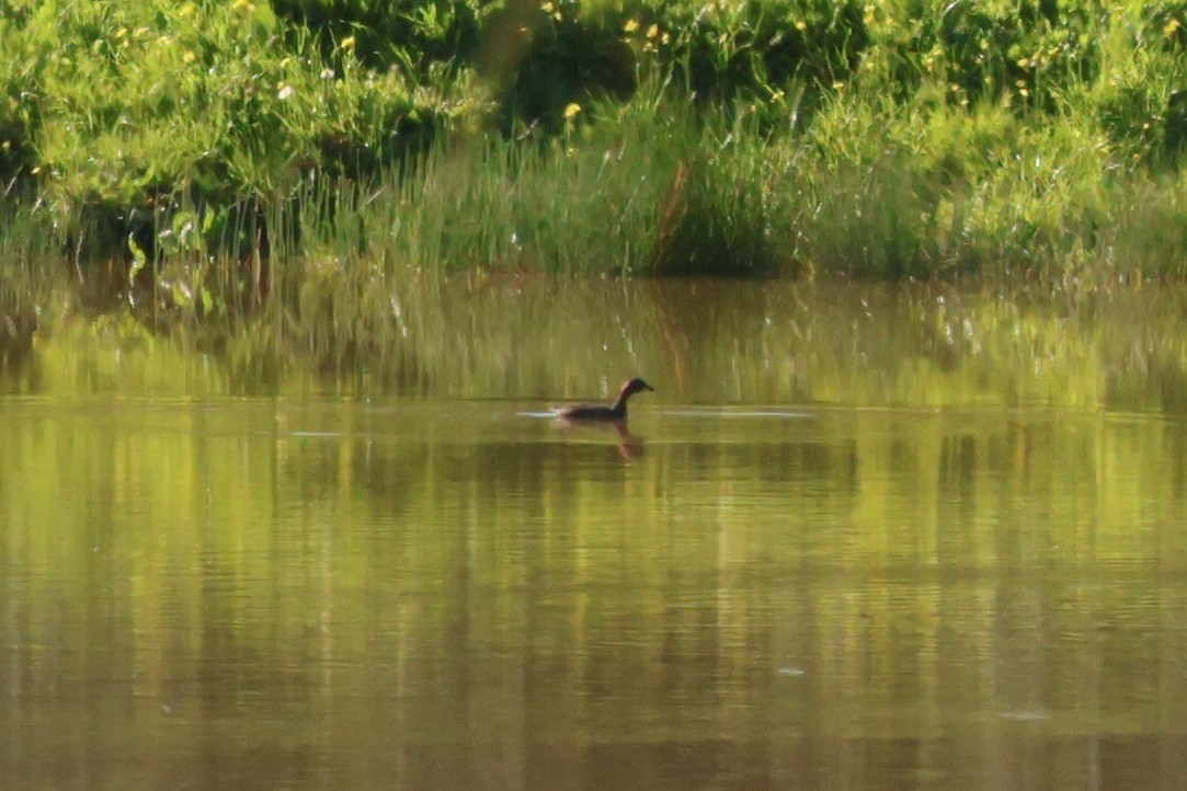 Little Grebe - ML618077433