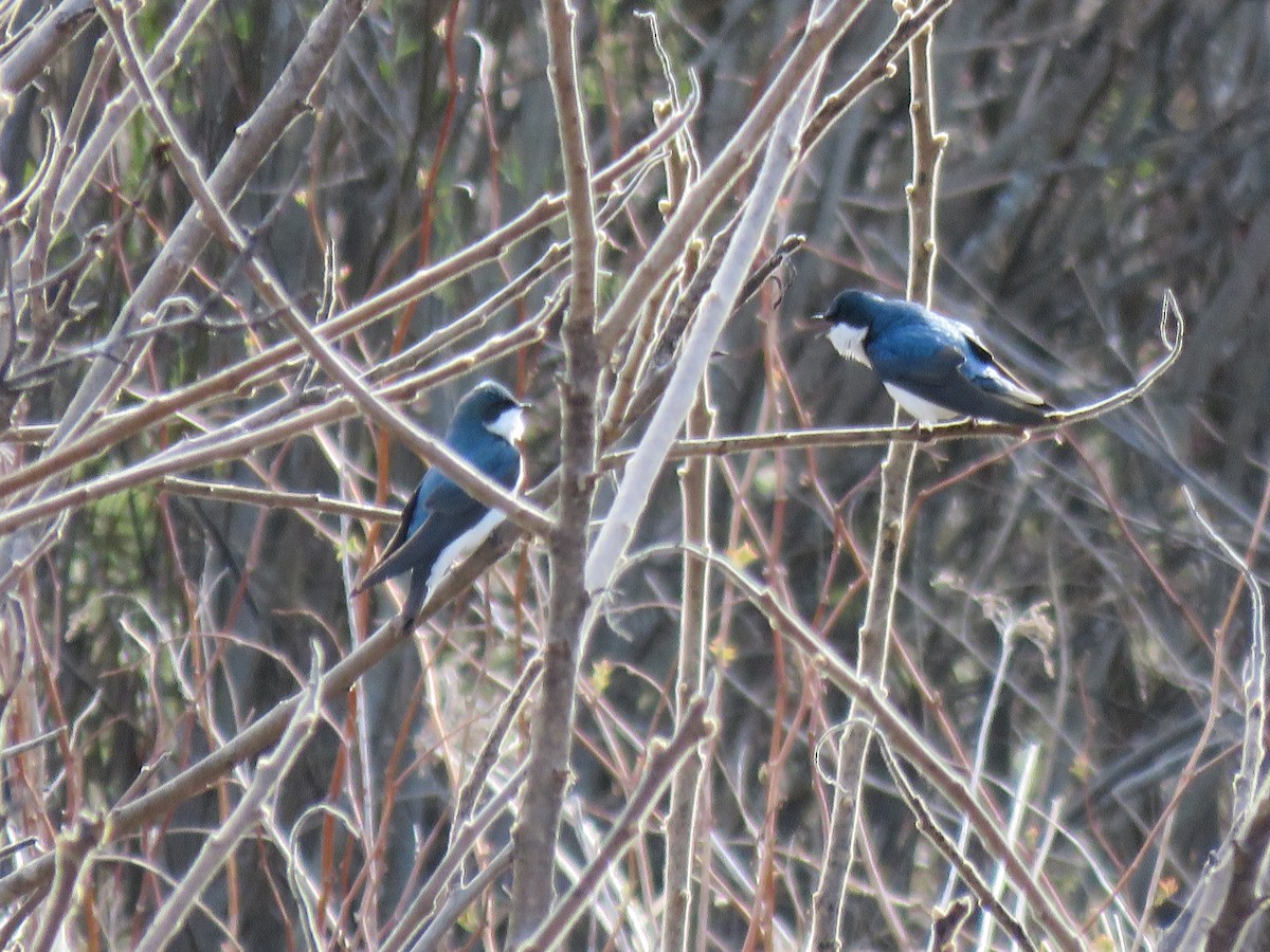 Tree Swallow - ML618077445