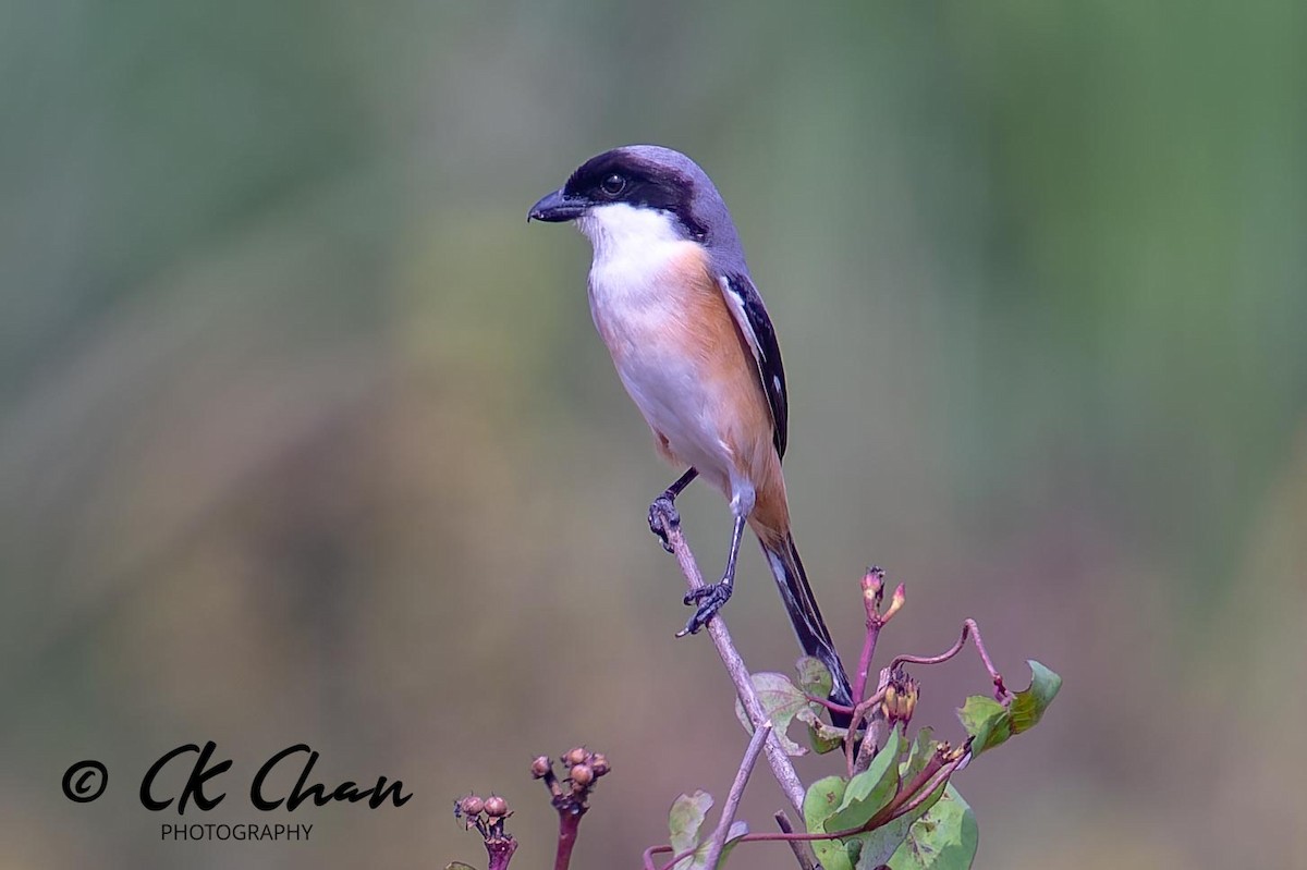 Long-tailed Shrike - ML618077454