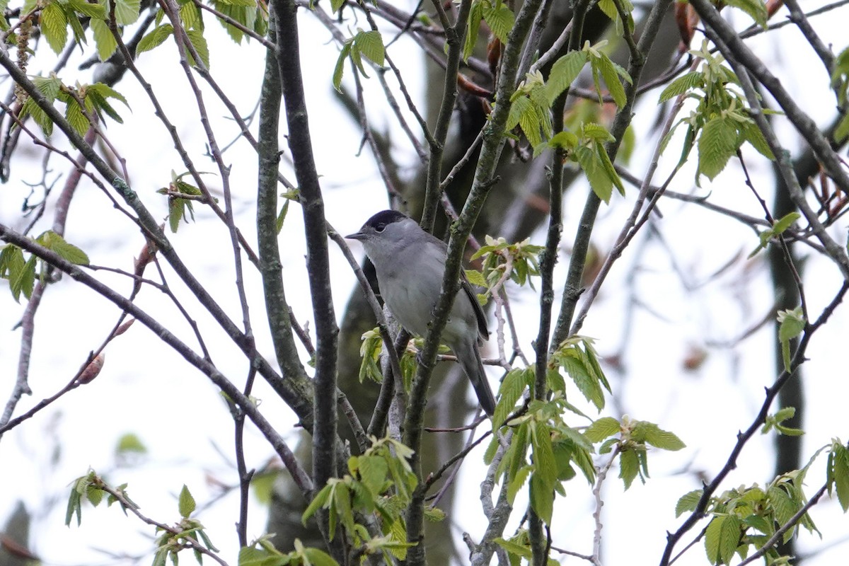 Eurasian Blackcap - ML618077467