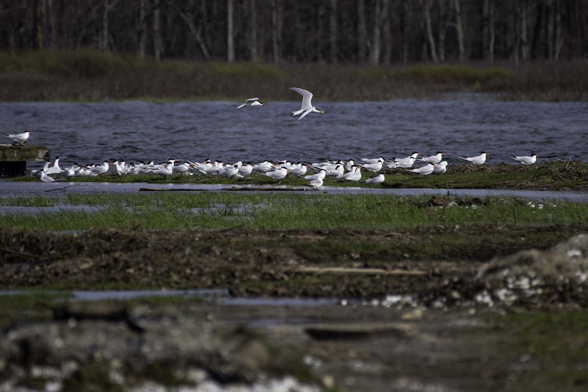 Caspian Tern - ML618077474