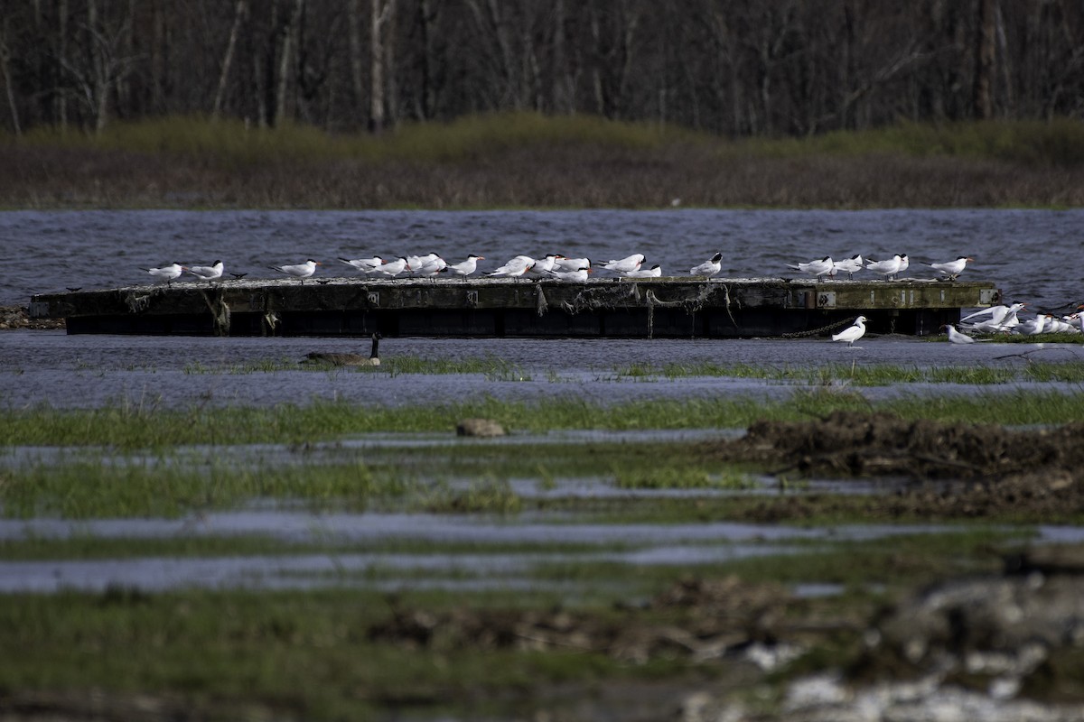 Caspian Tern - ML618077475