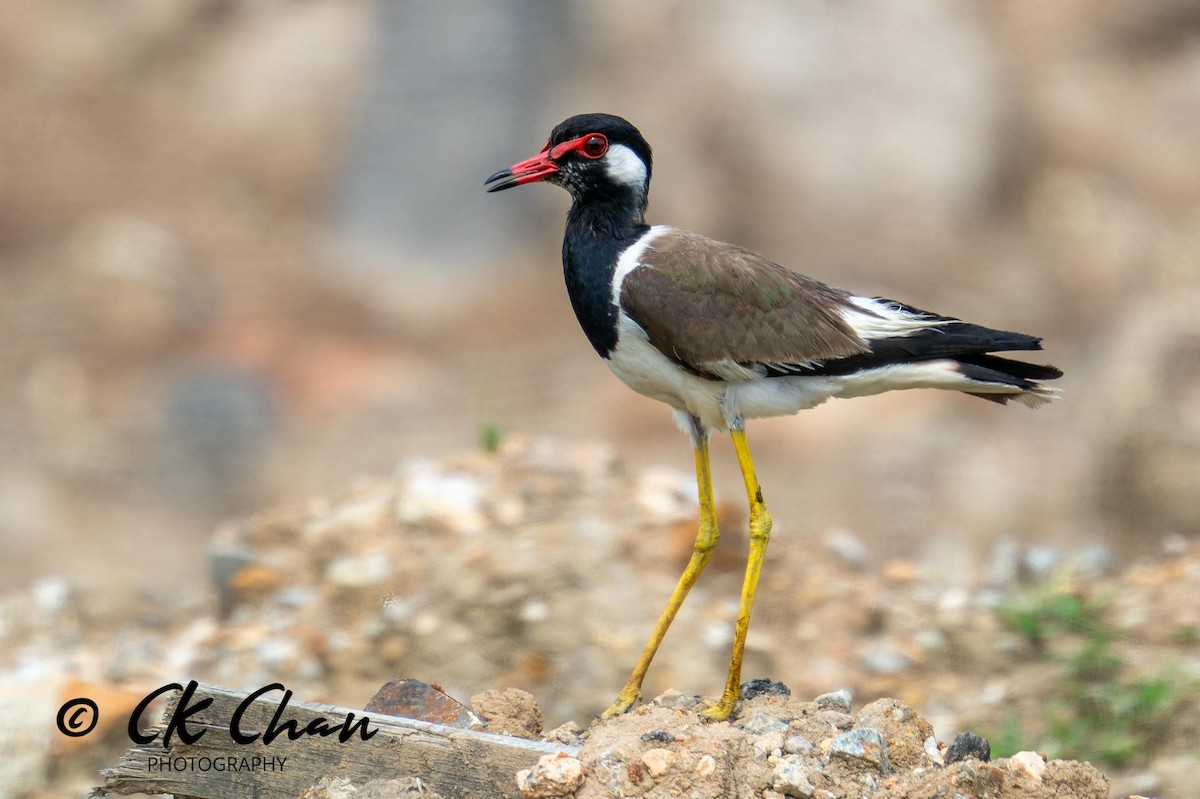 Red-wattled Lapwing - ML618077479