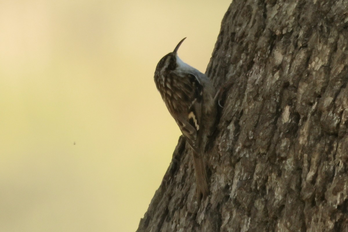 Short-toed Treecreeper - Alexandre Hespanhol Leitão