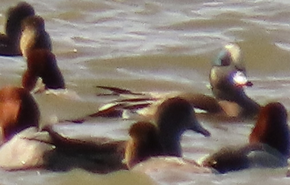 American Wigeon - ML618077489