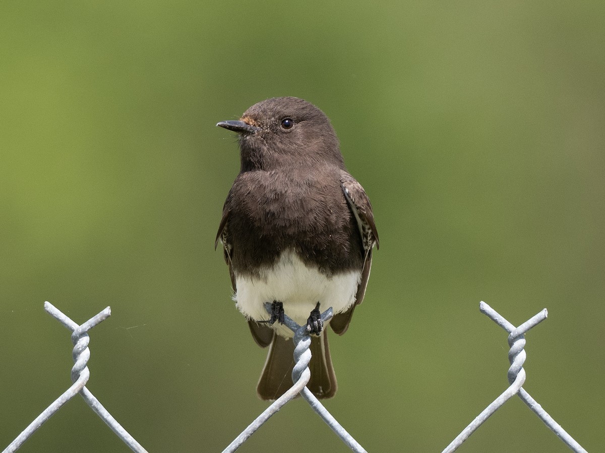 Black Phoebe - ML618077503