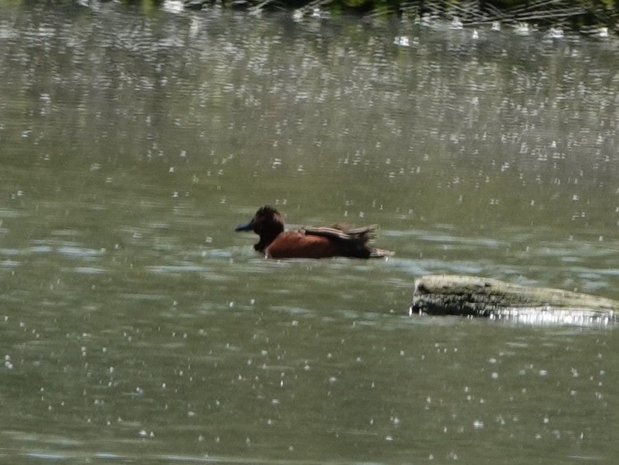 Cinnamon Teal - Robin Oxley 🦉