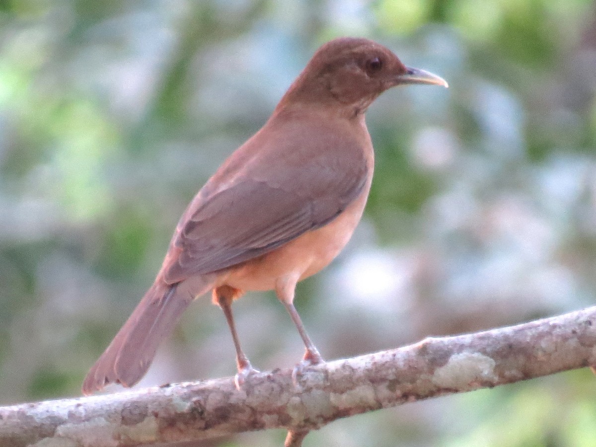 Clay-colored Thrush - Scott Schwenk