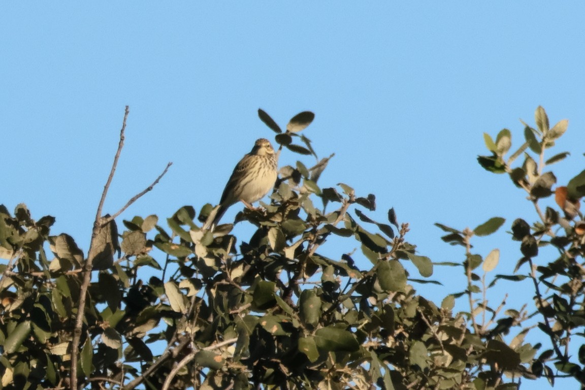 Meadow Pipit - Alexandre Hespanhol Leitão