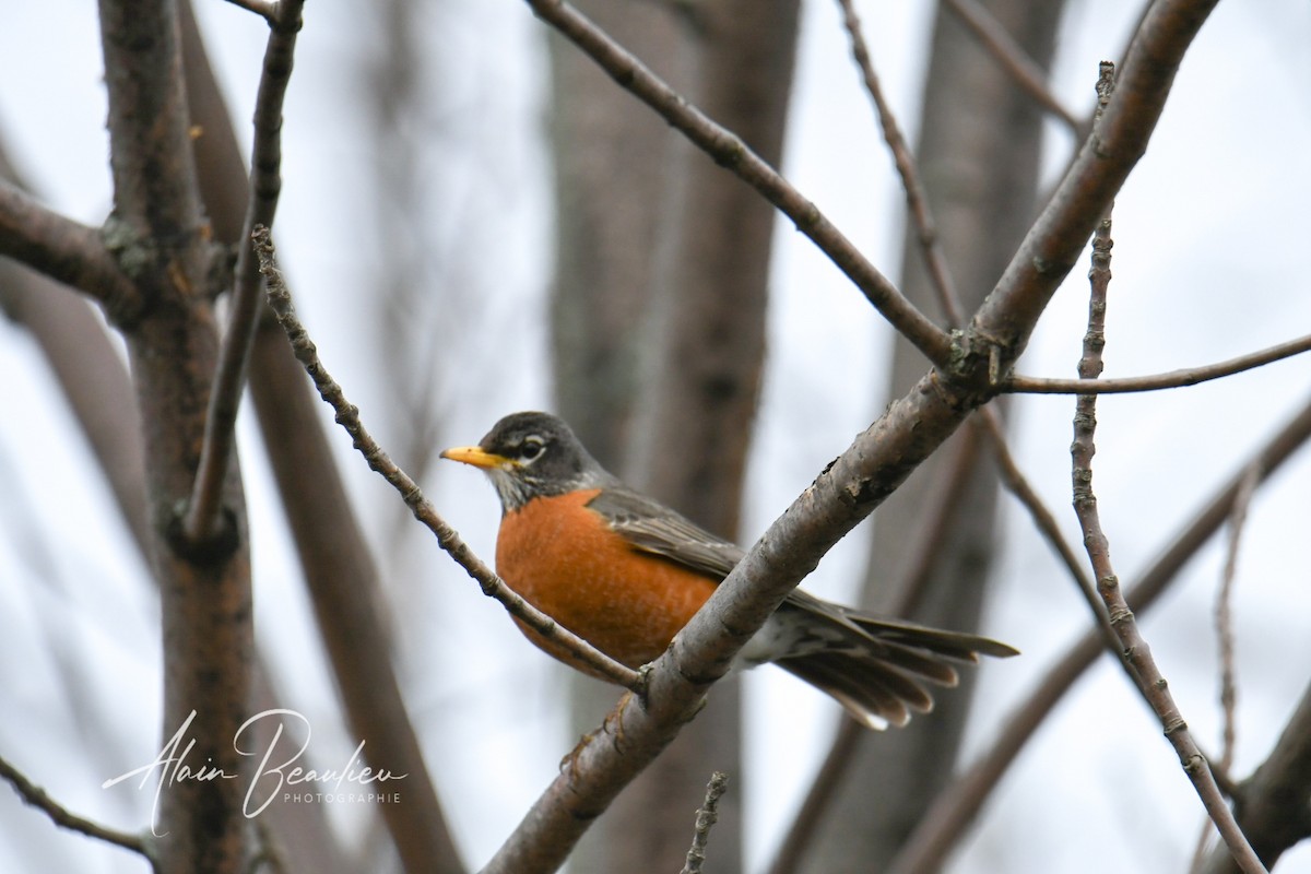 American Robin - Alain Beaulieu