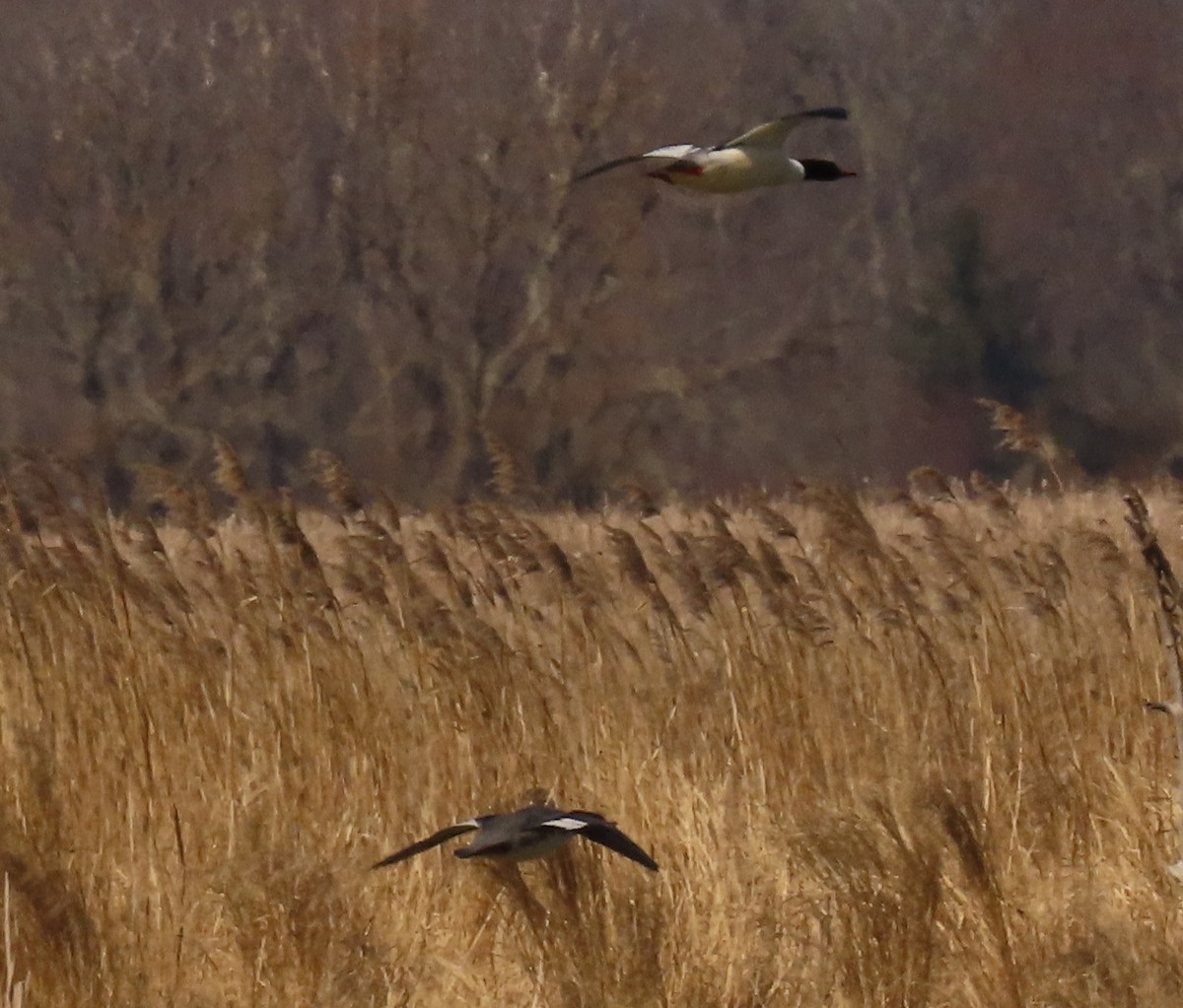 Common Merganser - ML618077530