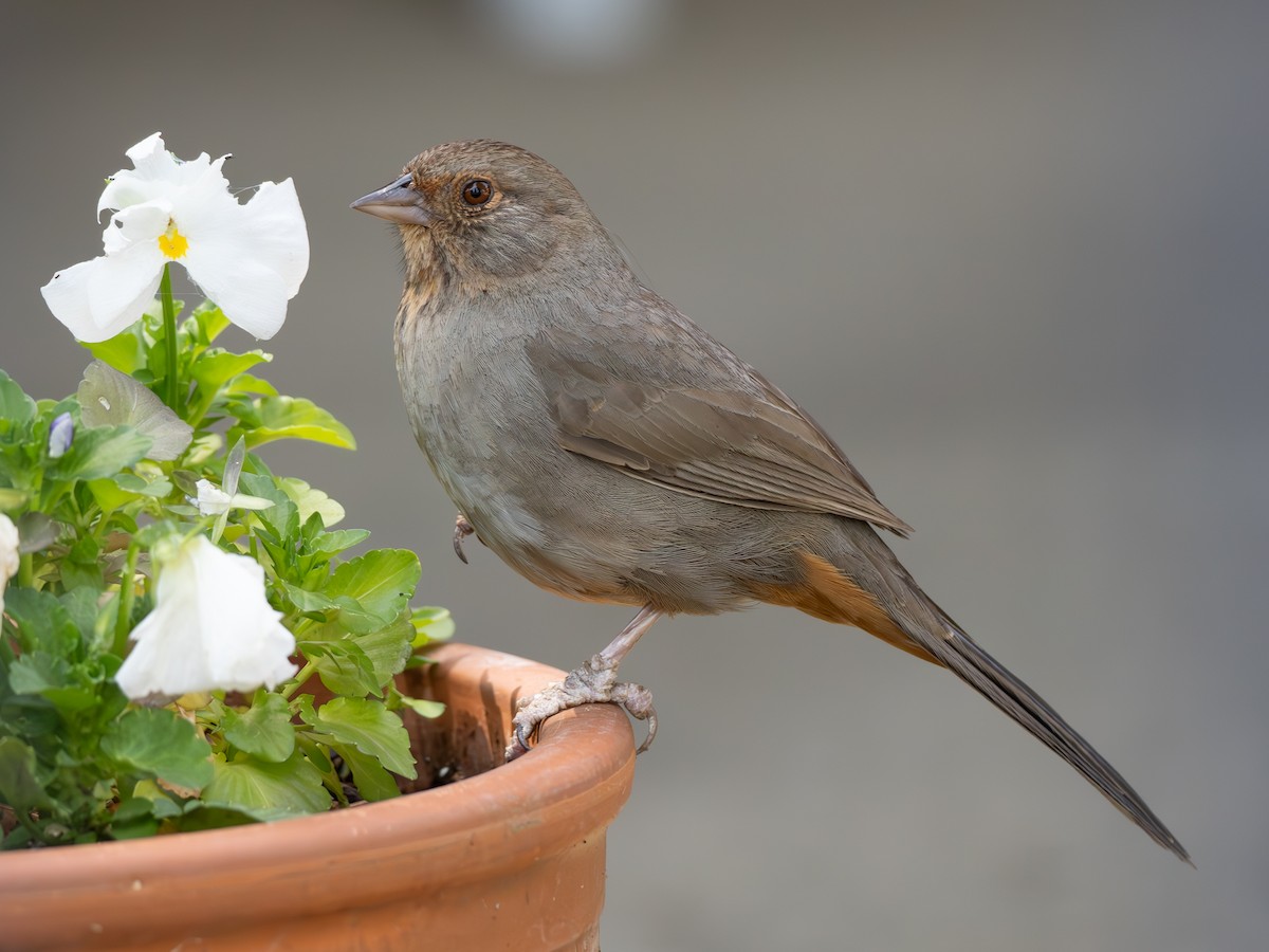 California Towhee - ML618077532