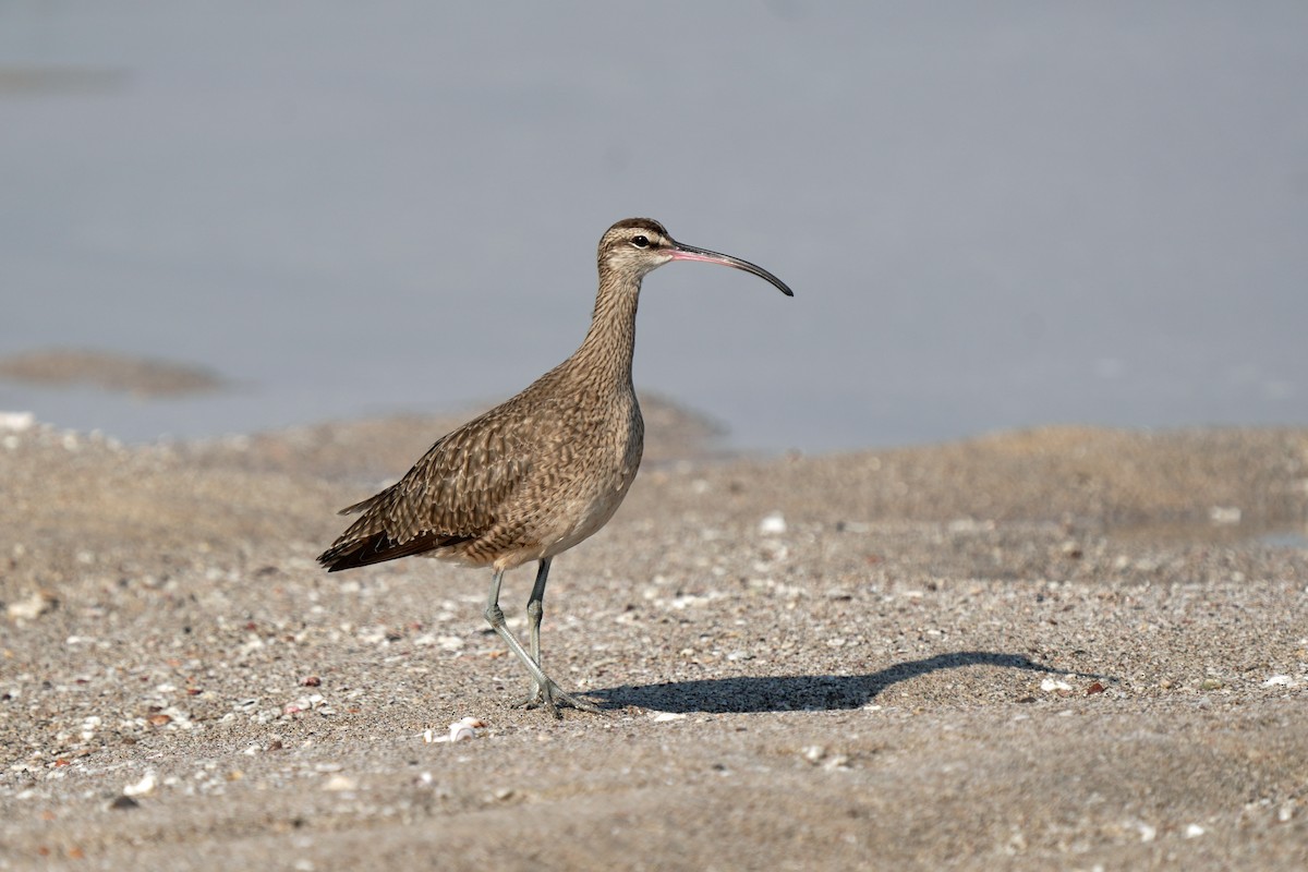 Whimbrel - Kenny Frisch