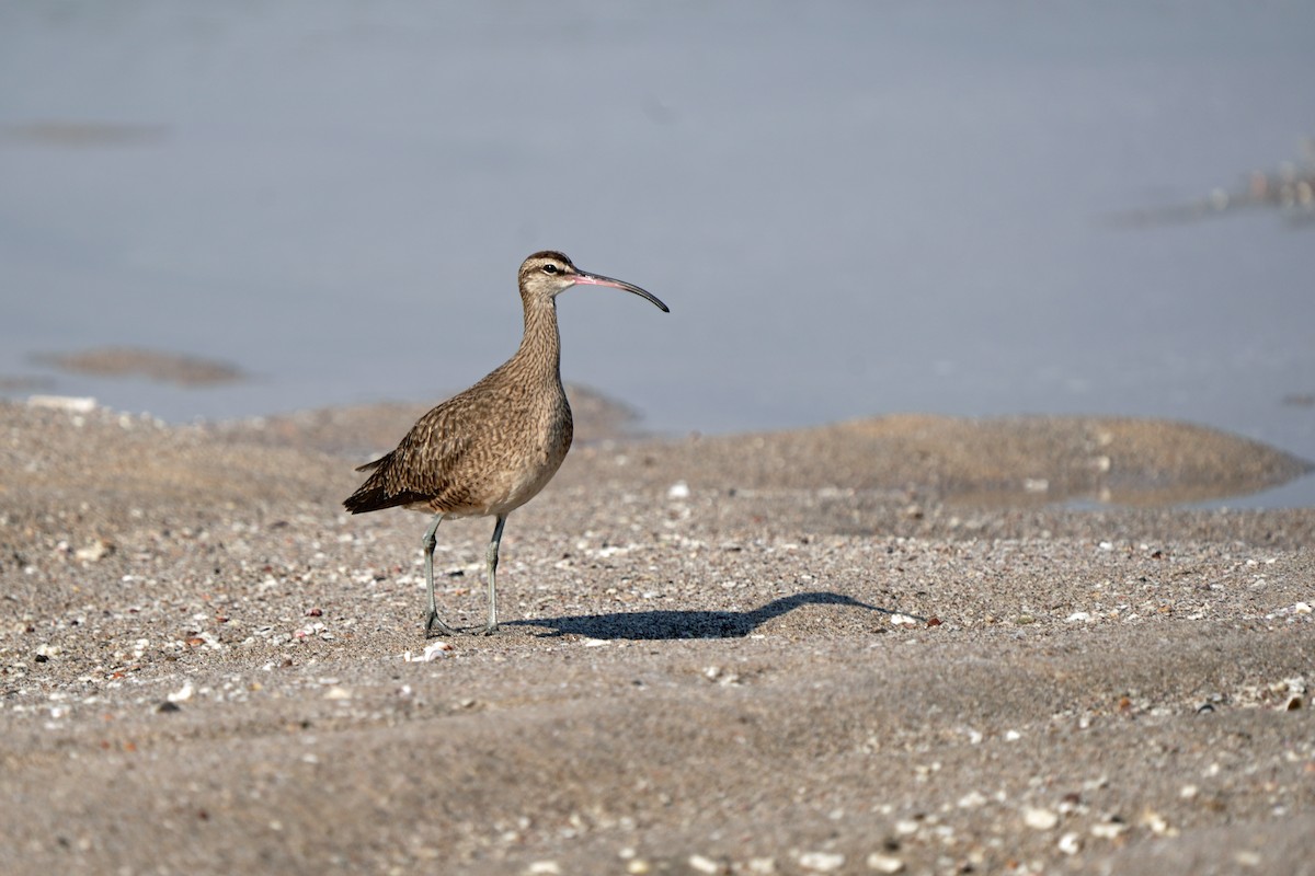 Whimbrel - Kenny Frisch