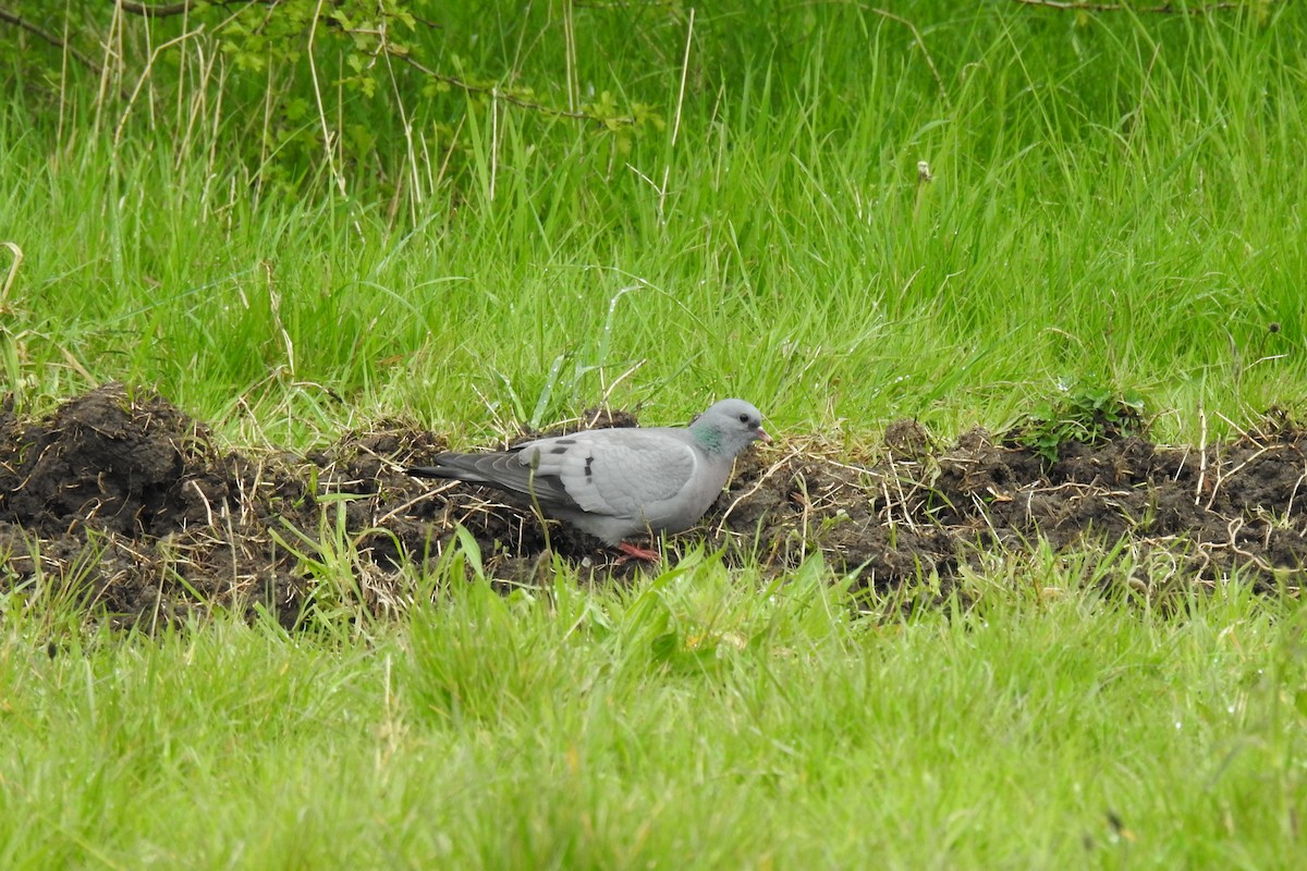 Stock Dove - Peter Hines