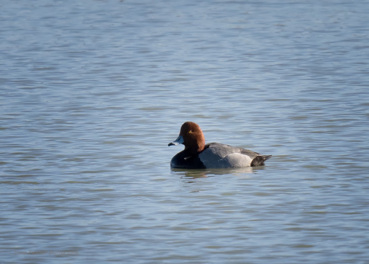 Redhead - ML618077576