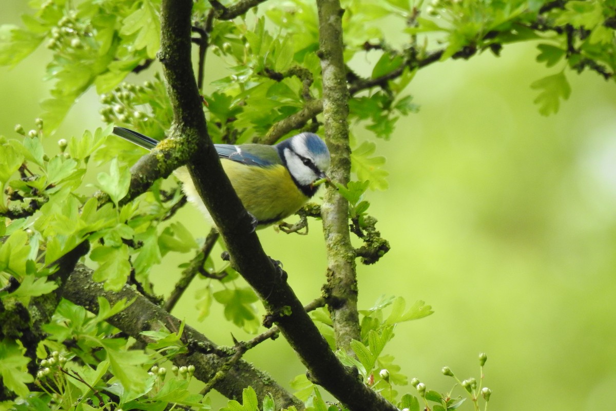 Eurasian Blue Tit - Peter Hines