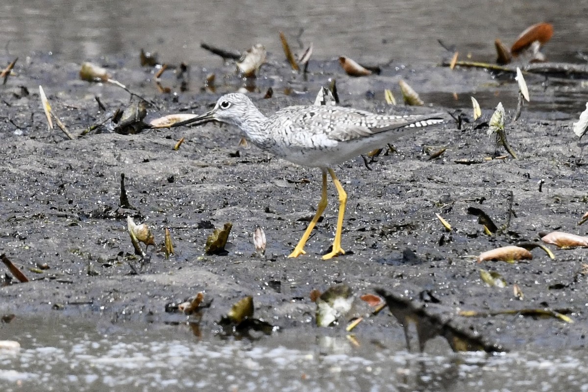 Greater Yellowlegs - Stephen Broker