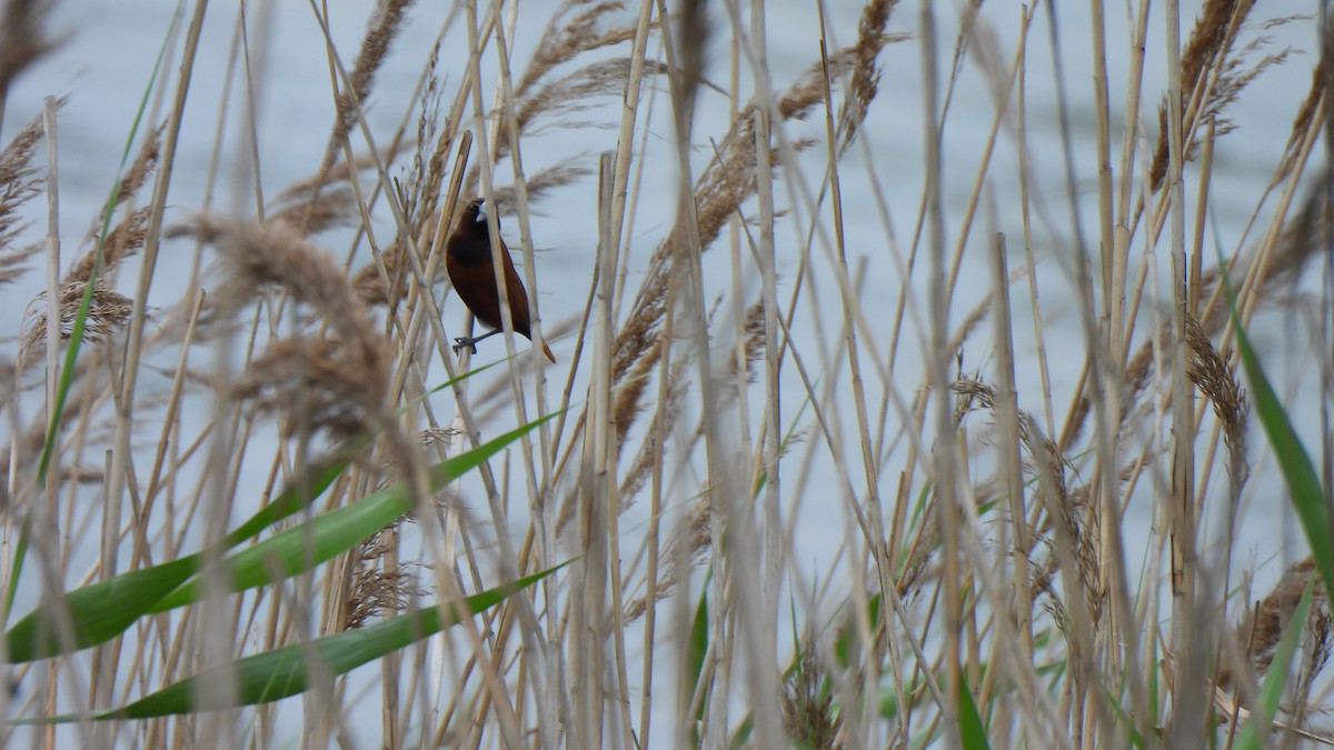 Chestnut Munia - ML618077607