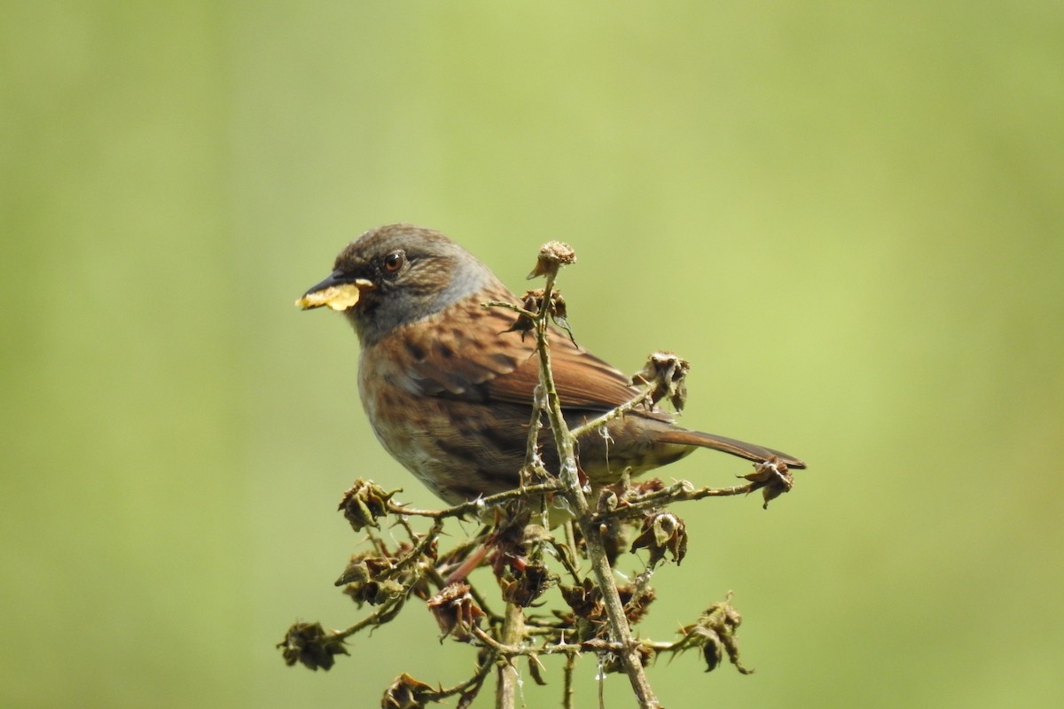 Dunnock - Peter Hines