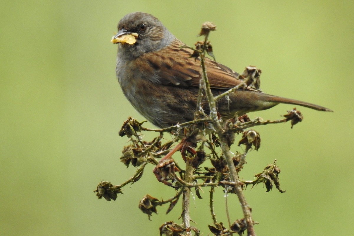 Dunnock - Peter Hines