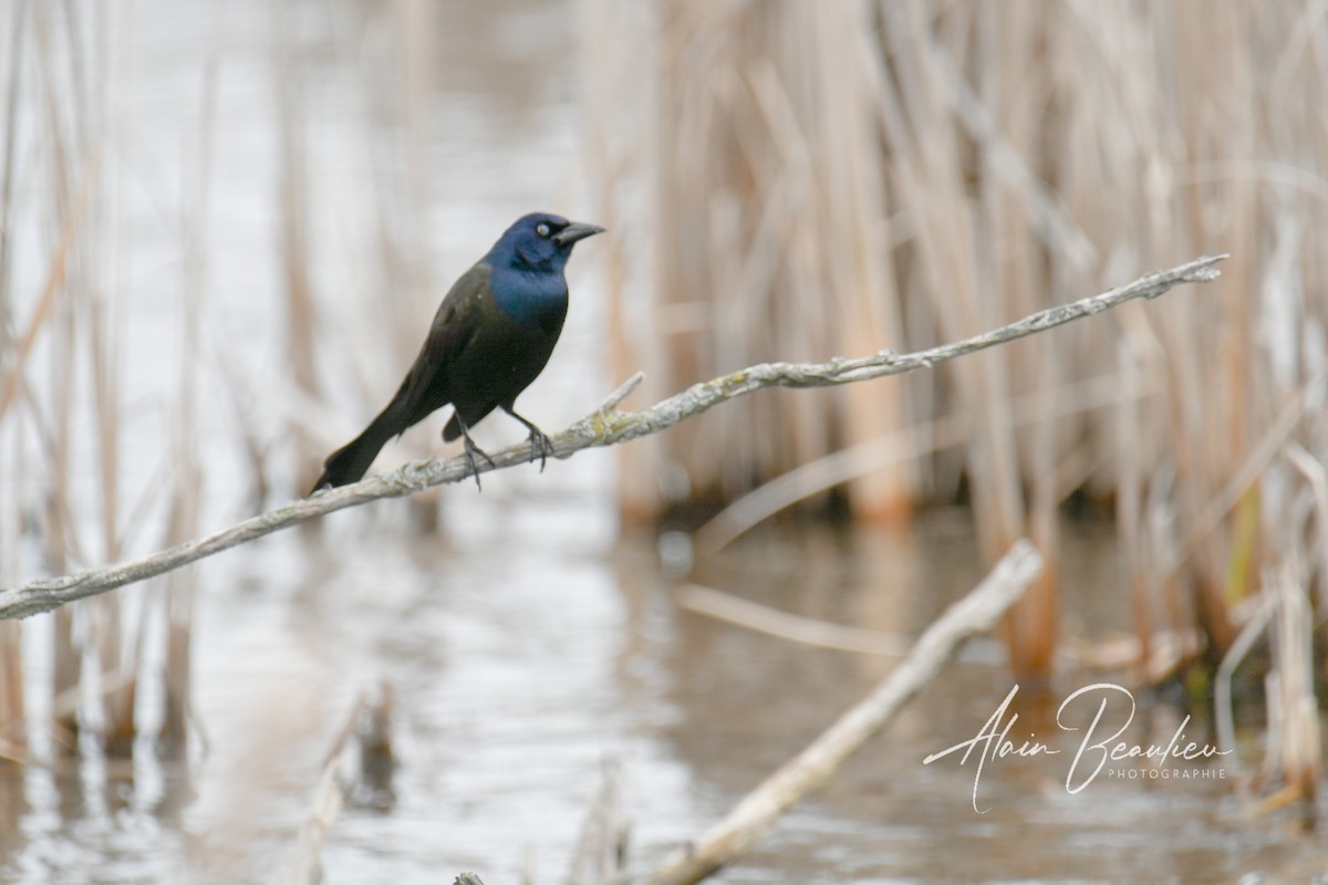 Common Grackle - Alain Beaulieu