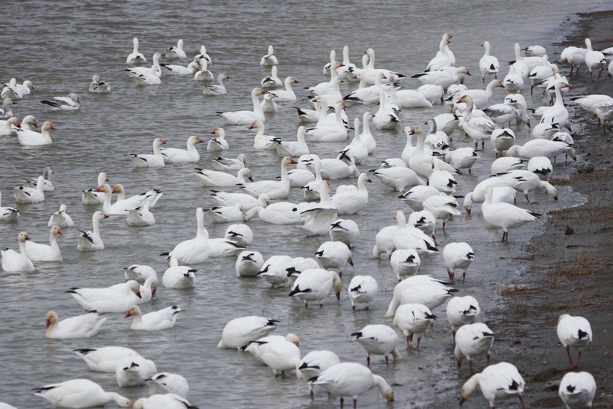 Snow Goose - ML618077663