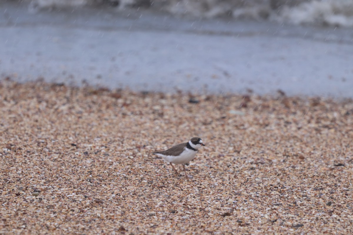 Semipalmated Plover - ML618077678