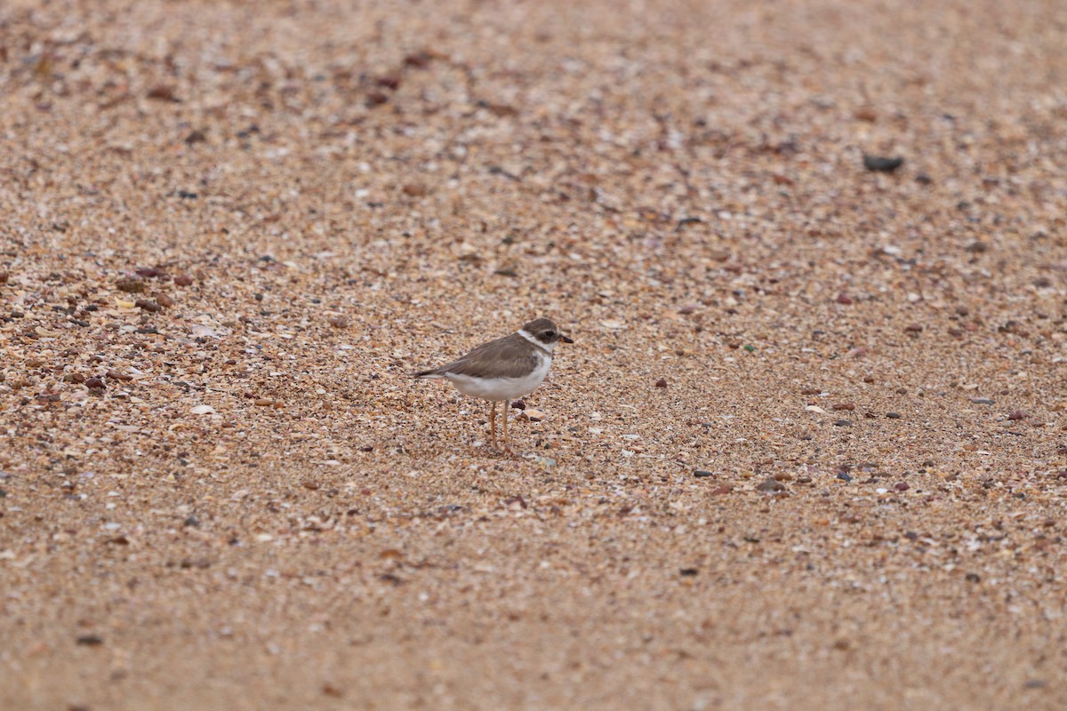 Semipalmated Plover - ML618077679