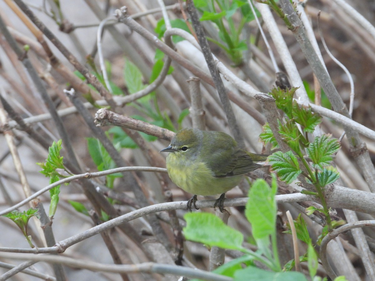 Orange-crowned Warbler - Aquila Maximus