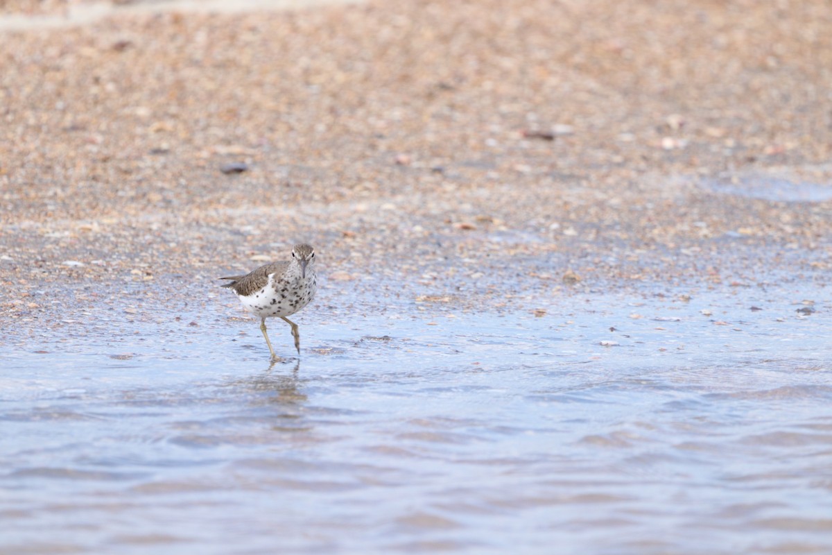 Spotted Sandpiper - ML618077691