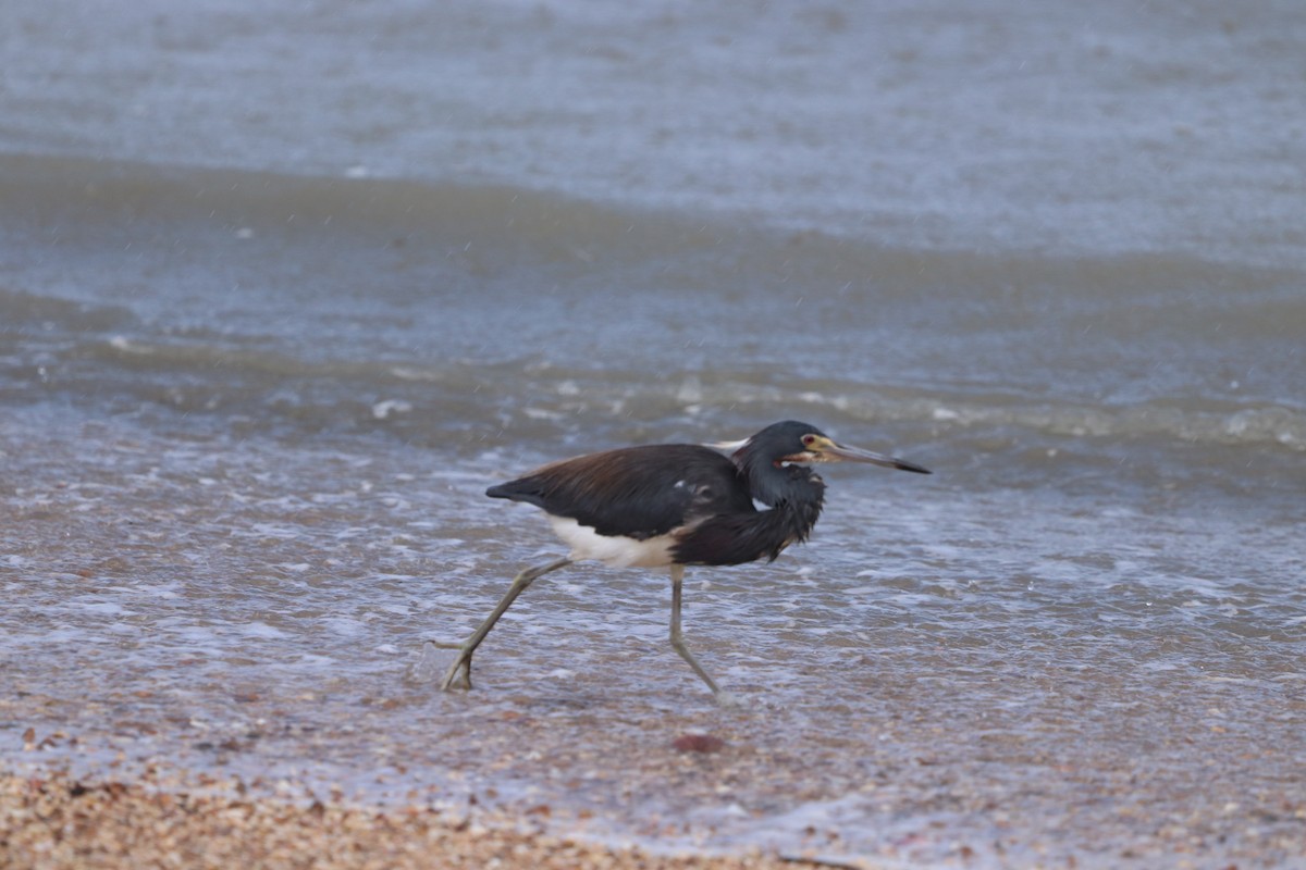 Tricolored Heron - Carla Calamari