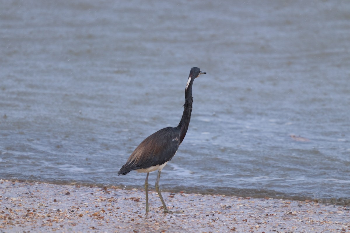 Tricolored Heron - ML618077699